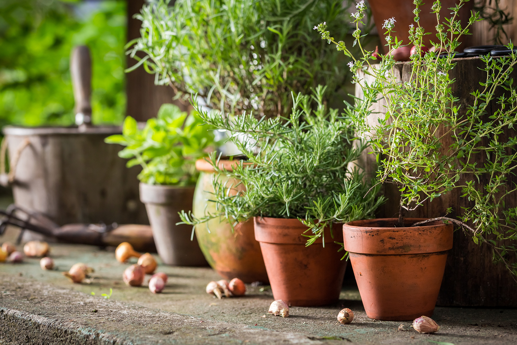 3 conseils simples pour faire pousser un jardin d'herbes aromatiques