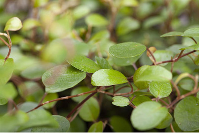 Image of Drahtwein, Topfgrösse Ø12cm (Muehlenbeckia complexa)