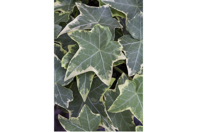 Image of Buntblättriger Zimmer-Efeu, Topfgrösse Ø9cm (Hedera helix, bunt)