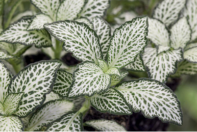 Image of Fittonie, Topfgrösse Ø10.5cm (Fittonia verschaffeltii)