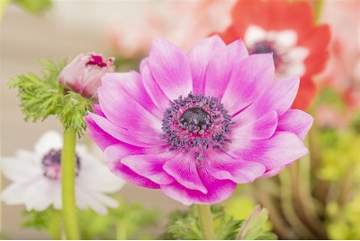 Image of Garten-Anemone(Anemone coronaria), Topfgrösse Ø14cm