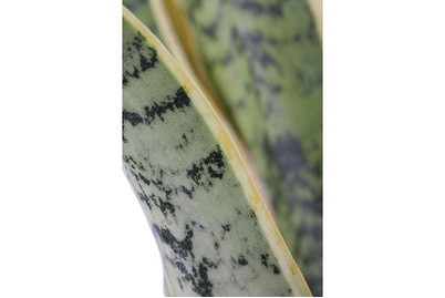 Image of Bogenhanf, Topfgrösse Ø13cm (Sansevieria trifasciata var. laurentii)