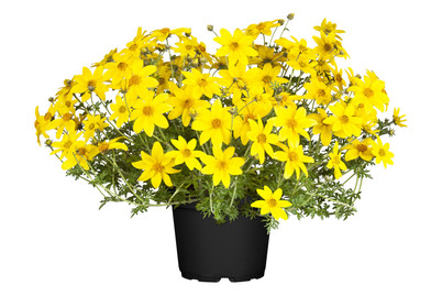 Image of Goldmarie(Bidens ferulifolia), Topfgrösse Ø14cm