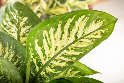 Image of Dieffenbachie 'Tropic Snow', Topfgrösse Ø17cm (Dieffenbachia seguine 'Tropic Snow')