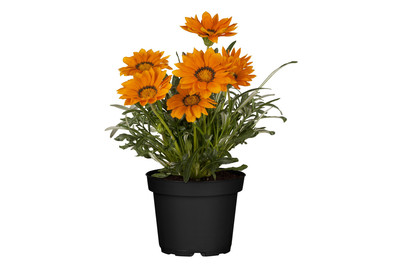 Image of Gazanie(Gazania), Topfgrösse Ø14cm