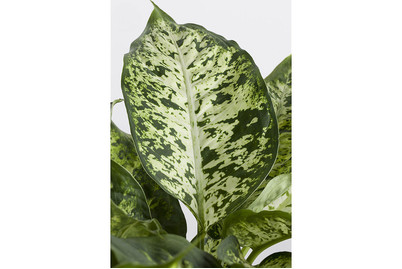 Image of Dieffenbachia, Topfgrösse Ø24cm (Dieffenbachia)