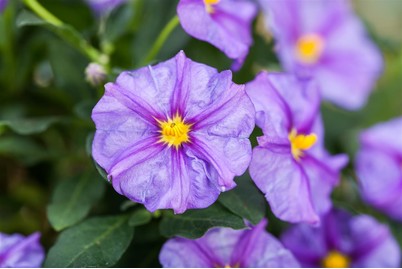 Image of Enzianbaum(Solanum rantonnetii, blau), Topfgrösse Ø27cm