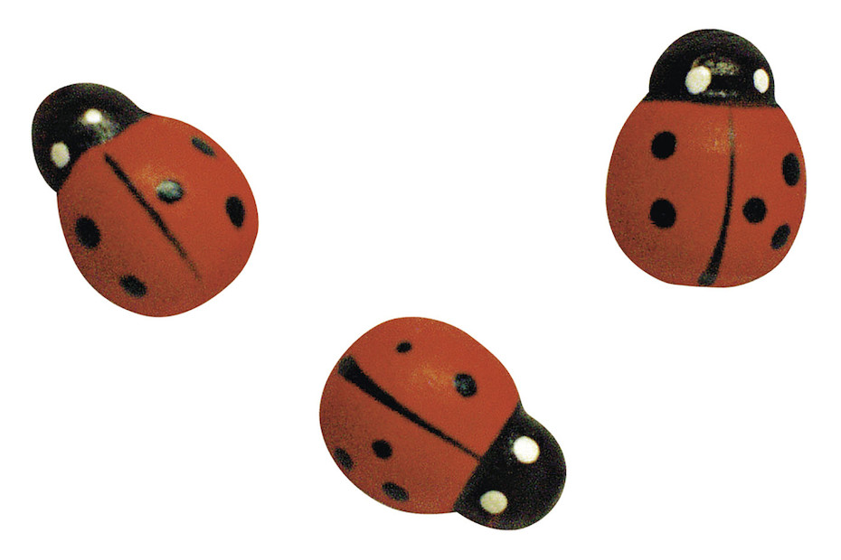 Rayher l ments d coratifs en bois Coccinelles 1.5 cm 24