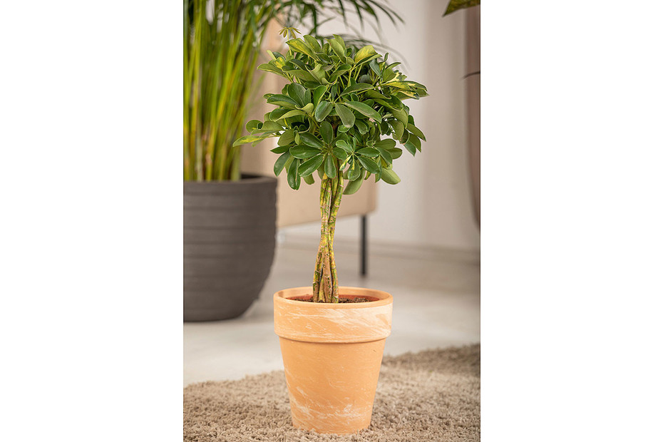 Schefflera variegata - Vasta scelta di piante da appartamento