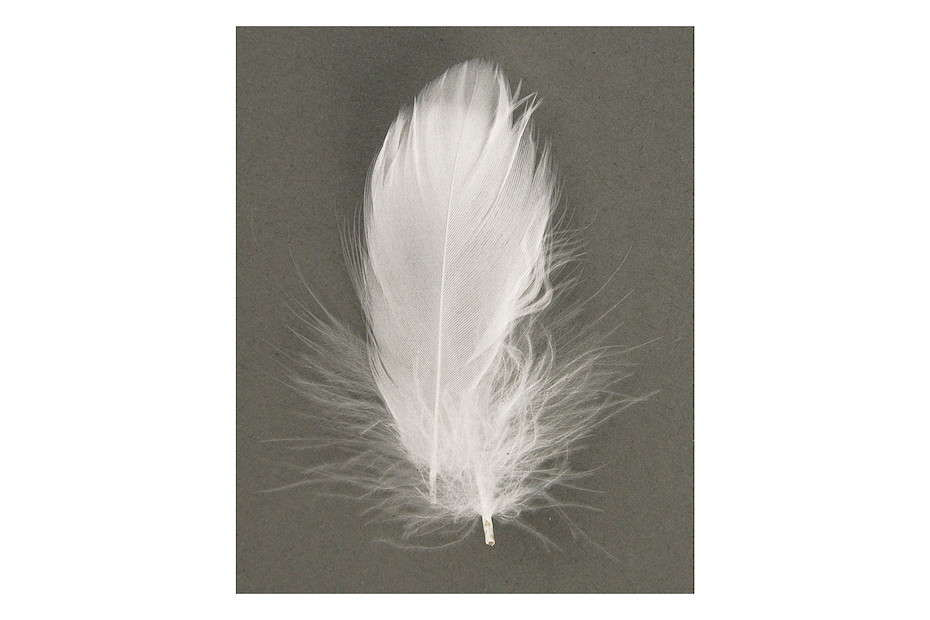 35 plumes blanches pour bricolage, accessoires de bricolage plumes souples,  longueur 17 cm - Votre boutique en ligne suisse d'articles en matières  naturelles